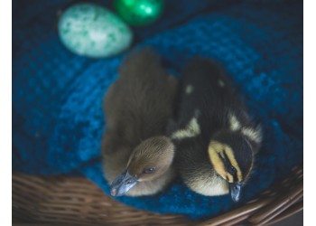 Incubação de ovos de Pato: Cuidados especiais e dicas para alta eclosão